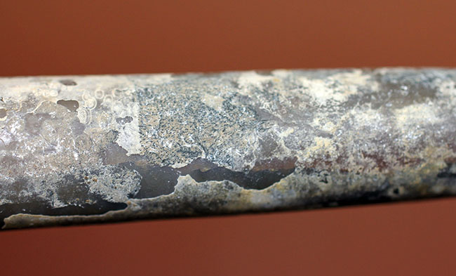 典型的なベレムナイト（Belemnite）の鏃（殻）の化石。ジュラ紀ロシア産。（その4）