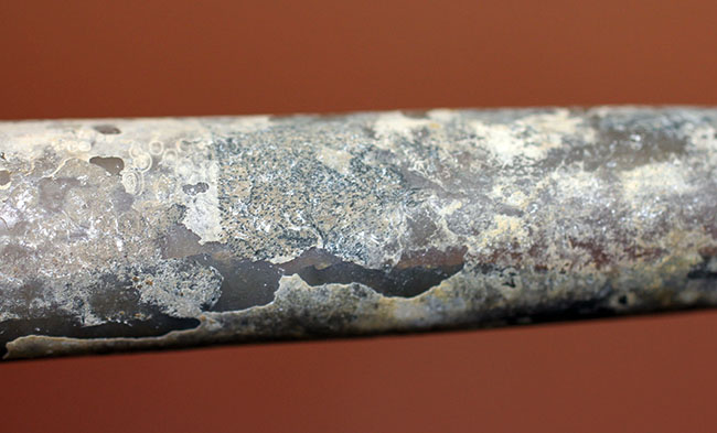 典型的なベレムナイト(Belemnite)の鏃(殻)の化石。ジュラ紀ロシア産。(その4)