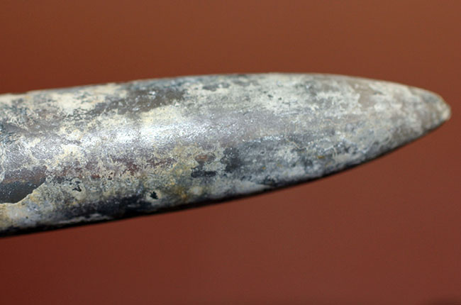 典型的なベレムナイト(Belemnite)の鏃(殻)の化石。ジュラ紀ロシア産。(その5)