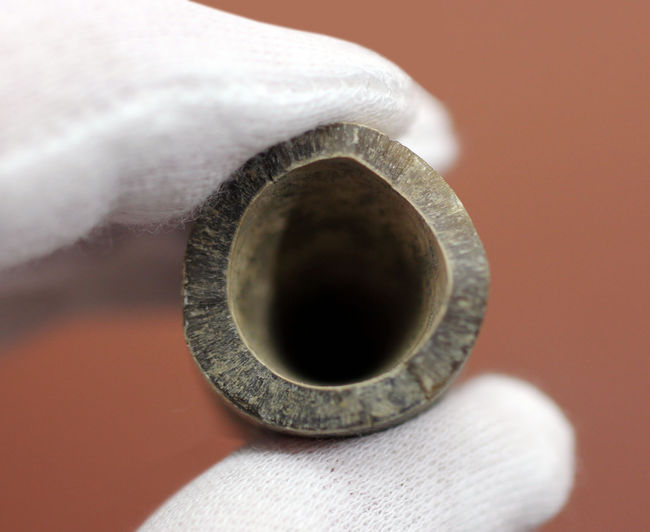 典型的なベレムナイト(Belemnite)の鏃(殻)の化石。ジュラ紀ロシア産。(その6)