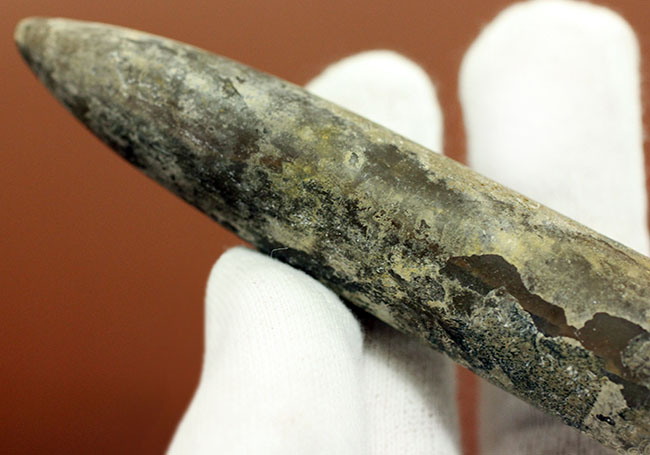 典型的なベレムナイト（Belemnite）の鏃（殻）の化石。ジュラ紀ロシア産。（その7）