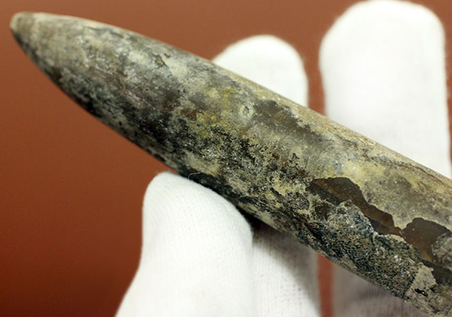 典型的なベレムナイト(Belemnite)の鏃(殻)の化石。ジュラ紀ロシア産。(その7)