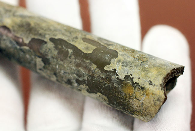典型的なベレムナイト（Belemnite）の鏃（殻）の化石。ジュラ紀ロシア産。（その8）