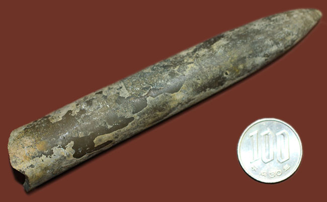 典型的なベレムナイト(Belemnite)の鏃(殻)の化石。ジュラ紀ロシア産。(その9)