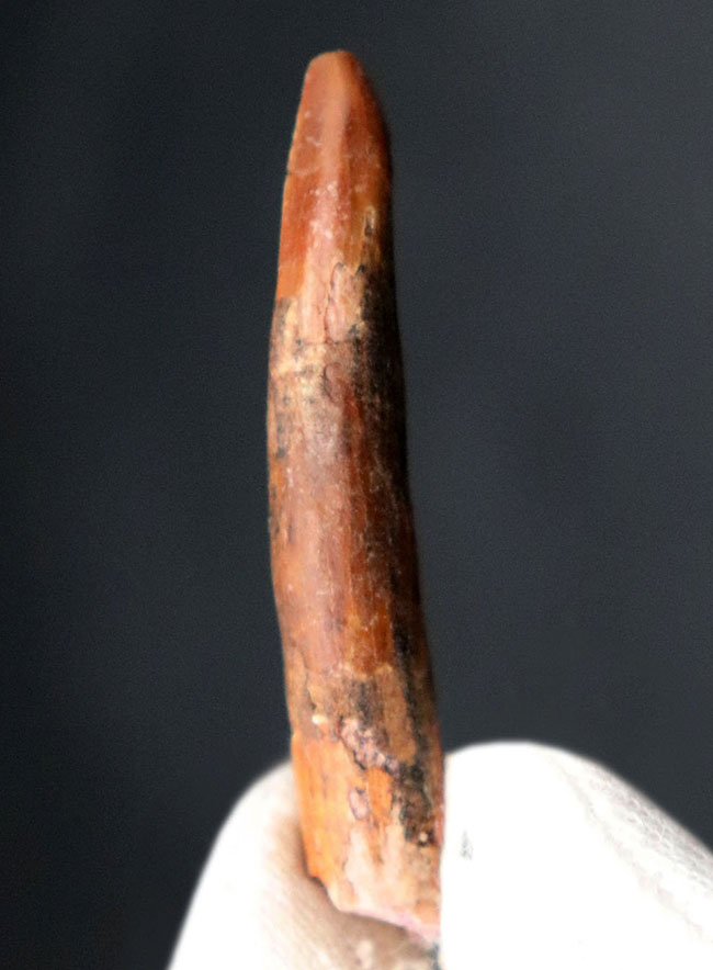 45ミリ、長い!レア!白亜紀の翼竜(Pterosaur)のロングサイズの歯化石(その1)