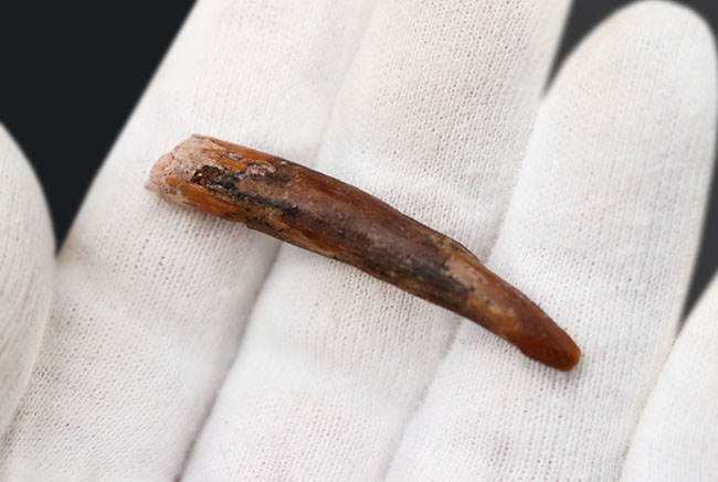 45ミリ、長い!レア!白亜紀の翼竜(Pterosaur)のロングサイズの歯化石(その2)