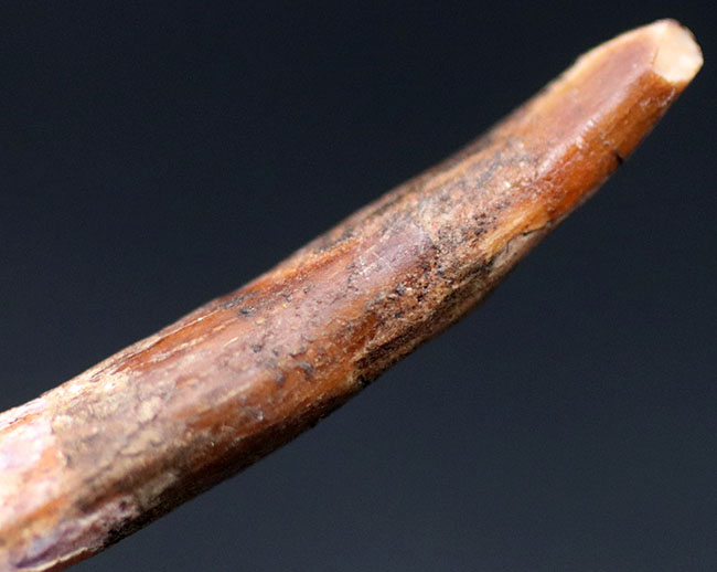 45ミリ、長い！レア！白亜紀の翼竜（Pterosaur）のロングサイズの歯