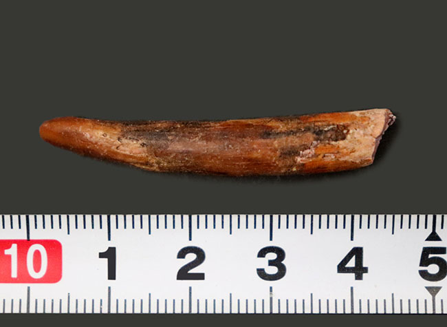 45ミリ、長い!レア!白亜紀の翼竜(Pterosaur)のロングサイズの歯化石(その6)