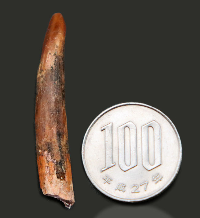 45ミリ、長い!レア!白亜紀の翼竜(Pterosaur)のロングサイズの歯化石(その7)