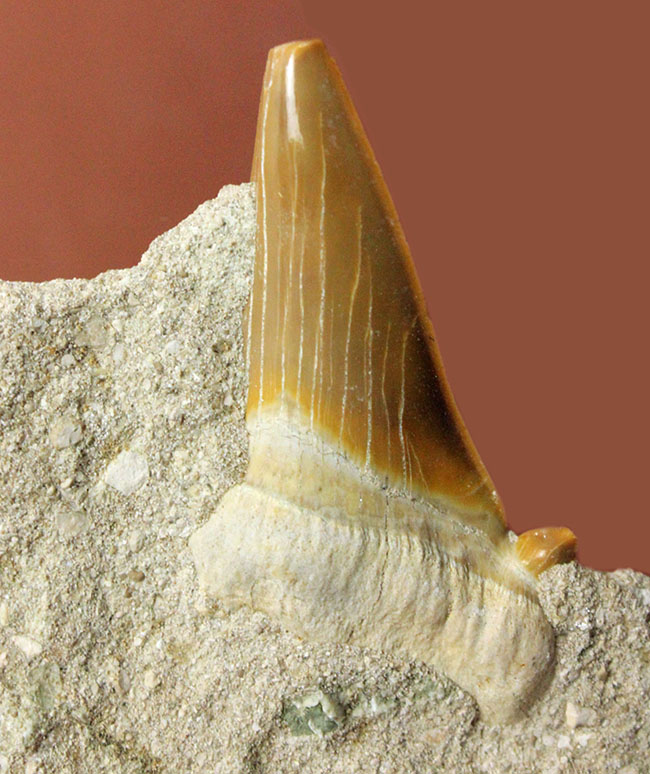 巨大肉食ザメ、オトダス（Otodus）の母岩付き歯化石。スタンド付き。（その2）
