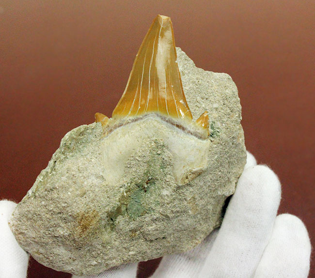 巨大肉食ザメ、オトダス（Otodus）の母岩付き歯化石。スタンド付き。（その3）