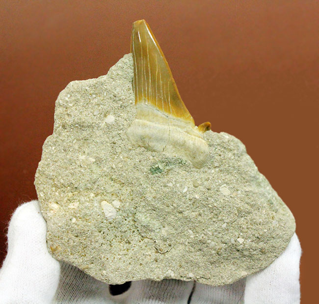 巨大肉食ザメ、オトダス（Otodus）の母岩付き歯化石。スタンド付き。（その4）