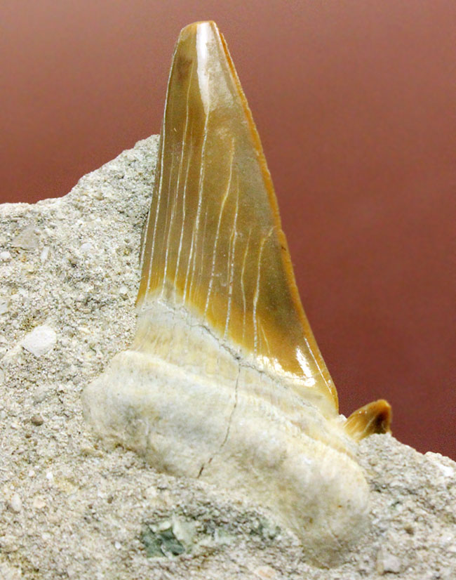 巨大肉食ザメ、オトダス（Otodus）の母岩付き歯化石。スタンド付き。（その6）