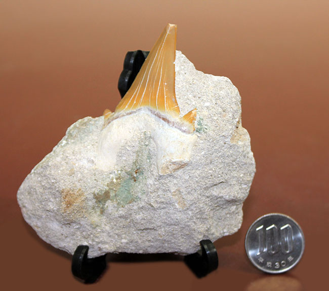 巨大肉食ザメ、オトダス（Otodus）の母岩付き歯化石。スタンド付き。（その7）