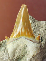 巨大肉食ザメ、オトダス（Otodus）の母岩付き歯化石。スタンド付き。