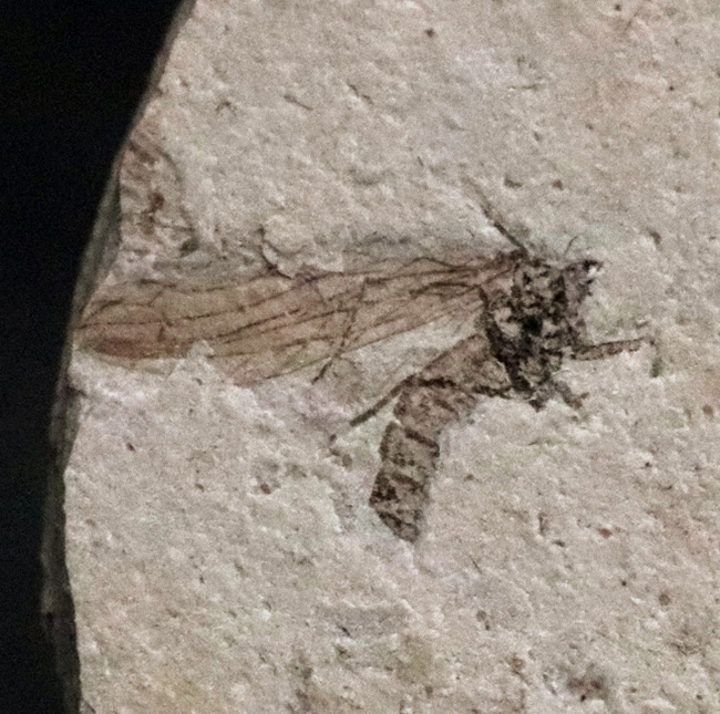 翅脈まで明瞭に保存!中国遼寧省のジュラ紀の地層から発見された羽虫のネガポジ化石(Insect fossil)(その1)