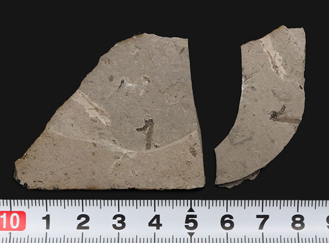 翅脈まで明瞭に保存!中国遼寧省のジュラ紀の地層から発見された羽虫のネガポジ化石(Insect fossil)(その10)
