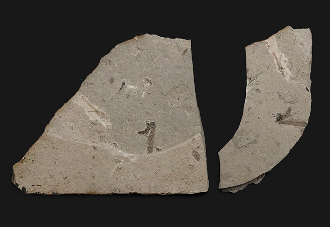 翅脈まで明瞭に保存!中国遼寧省のジュラ紀の地層から発見された羽虫のネガポジ化石(Insect fossil)(その3)
