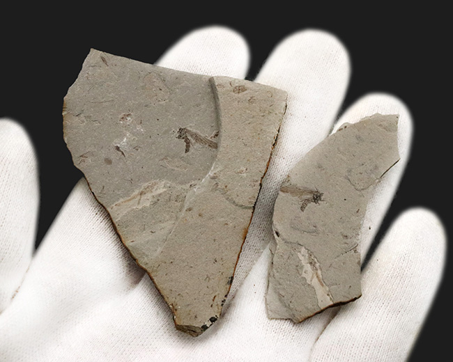 翅脈まで明瞭に保存!中国遼寧省のジュラ紀の地層から発見された羽虫のネガポジ化石(Insect fossil)(その4)