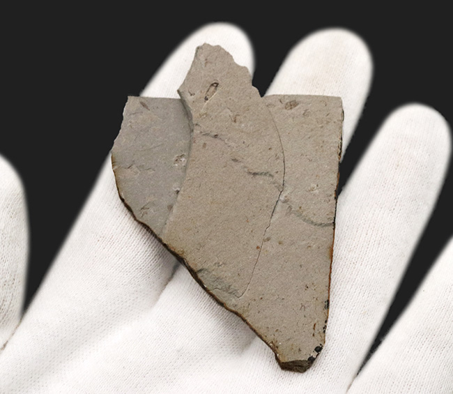 翅脈まで明瞭に保存!中国遼寧省のジュラ紀の地層から発見された羽虫のネガポジ化石(Insect fossil)(その5)