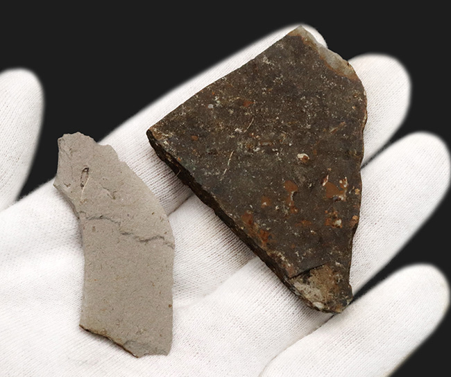 翅脈まで明瞭に保存!中国遼寧省のジュラ紀の地層から発見された羽虫のネガポジ化石(Insect fossil)(その6)