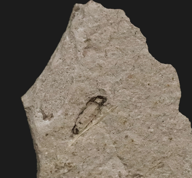翅脈まで明瞭に保存!中国遼寧省のジュラ紀の地層から発見された羽虫のネガポジ化石(Insect fossil)(その9)
