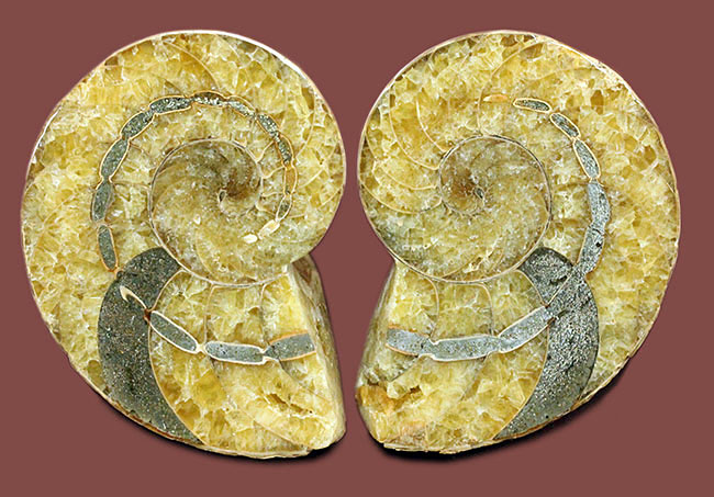連室細管に色付けが！白亜紀オウムガイ化石、キマトセラスのスライスカット標本(Cymatoceras sp.)（その1）