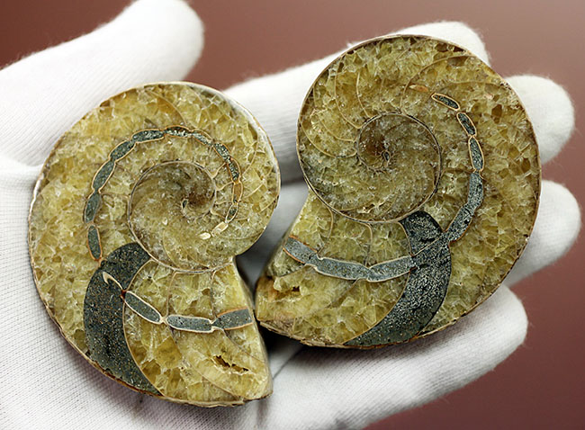 連室細管に色付けが！白亜紀オウムガイ化石、キマトセラスのスライスカット標本(Cymatoceras sp.)（その5）