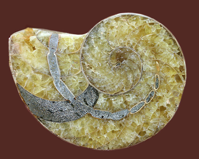 連室細管に色付けが！白亜紀オウムガイ化石、キマトセラスのスライスカット標本(Cymatoceras sp.)（その7）