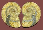 連室細管に色付けが！白亜紀オウムガイ化石、キマトセラスのスライスカット標本(Cymatoceras sp.)