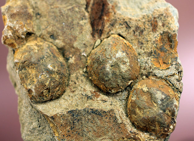 国産の絶滅ウニ、ムカシブンブク（Linthia nipponica）の化石（その1）