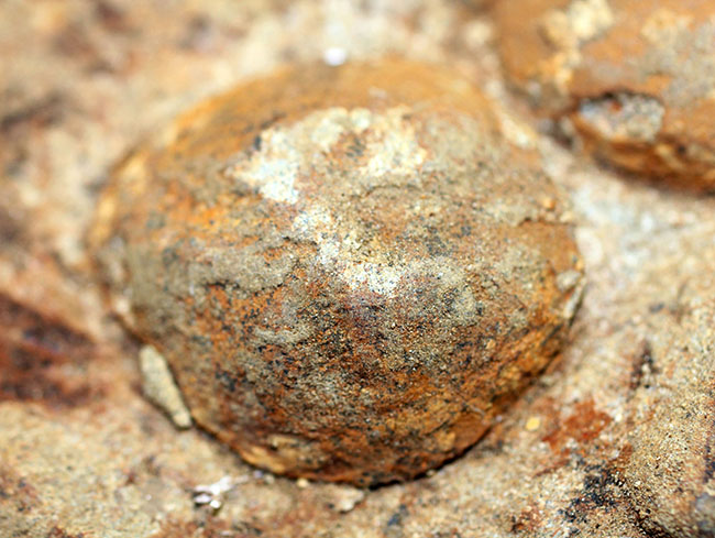 国産の絶滅ウニ、ムカシブンブク（Linthia nipponica）の化石（その10）