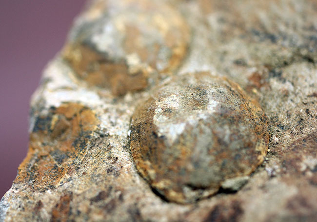 国産の絶滅ウニ、ムカシブンブク（Linthia nipponica）の化石（その11）