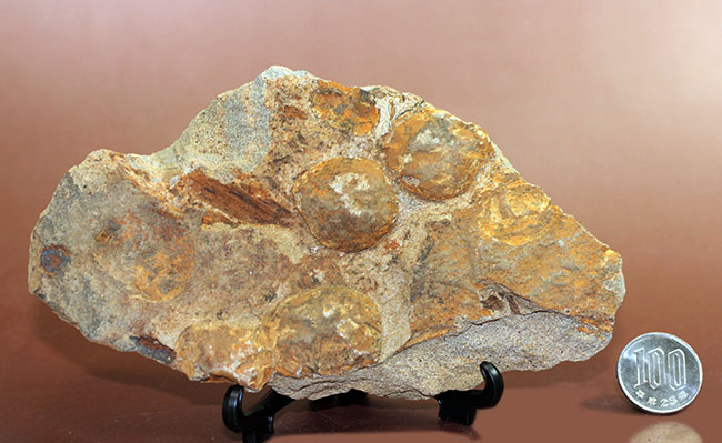 国産の絶滅ウニ、ムカシブンブク（Linthia nipponica）の化石（その12）