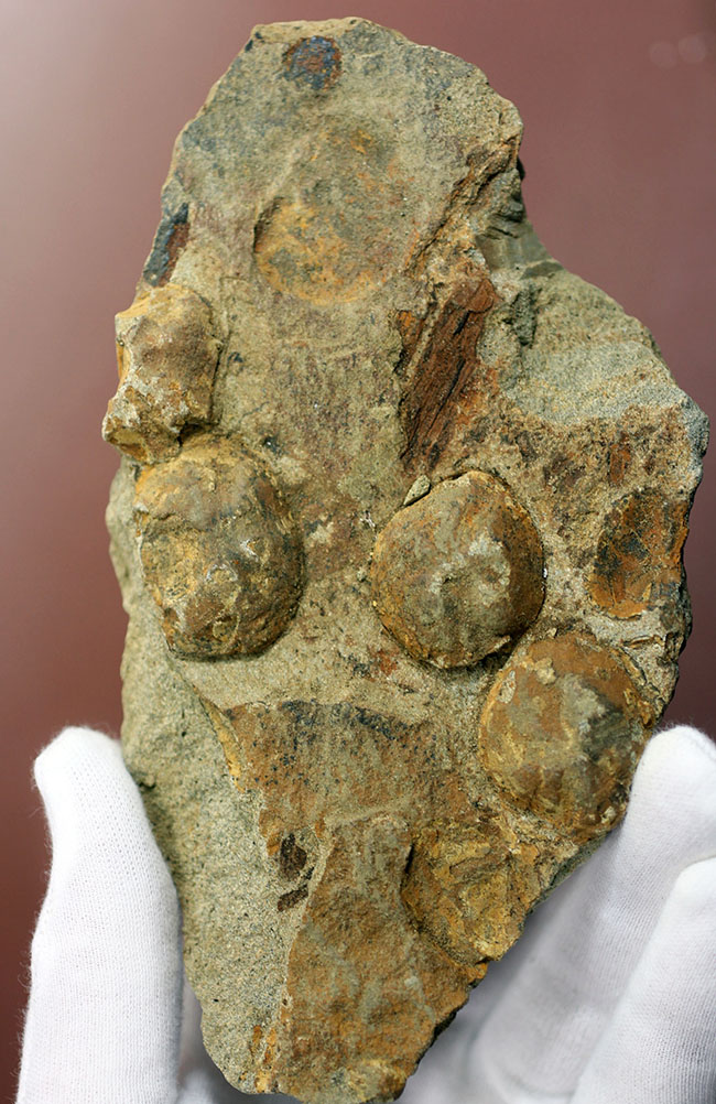 国産の絶滅ウニ、ムカシブンブク（Linthia nipponica）の化石（その2）