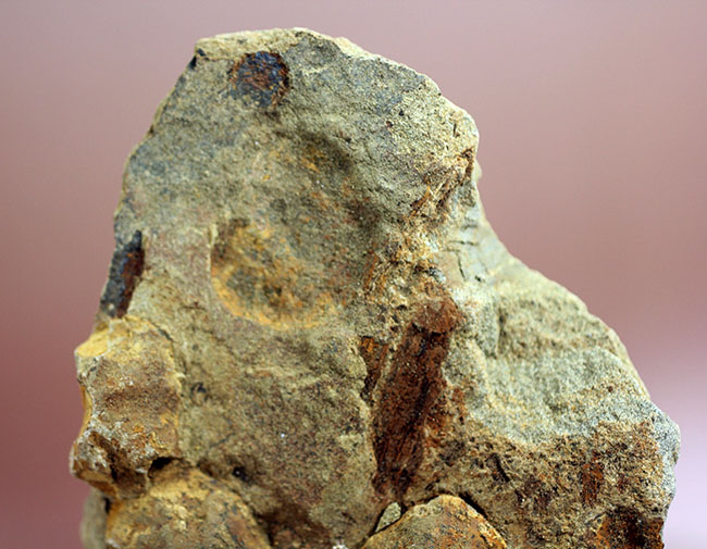国産の絶滅ウニ、ムカシブンブク（Linthia nipponica）の化石（その3）