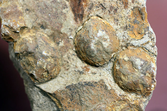 国産の絶滅ウニ、ムカシブンブク（Linthia nipponica）の化石（その4）