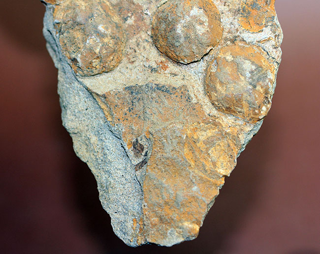 国産の絶滅ウニ、ムカシブンブク（Linthia nipponica）の化石（その5）