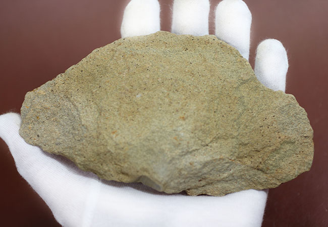 国産の絶滅ウニ、ムカシブンブク（Linthia nipponica）の化石（その6）