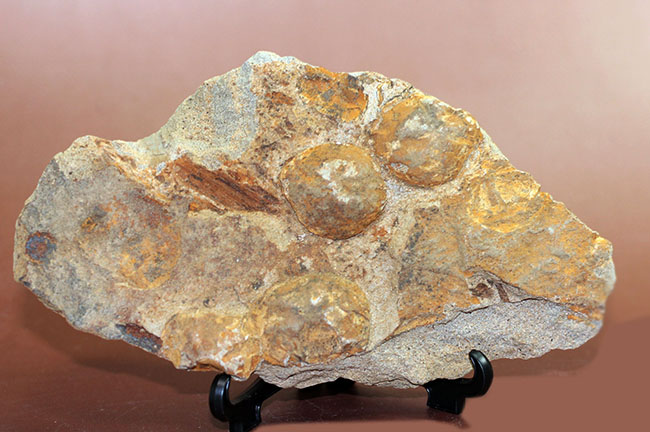 国産の絶滅ウニ、ムカシブンブク（Linthia nipponica）の化石（その7）