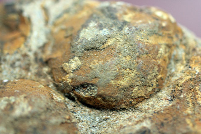 国産の絶滅ウニ、ムカシブンブク（Linthia nipponica）の化石（その9）