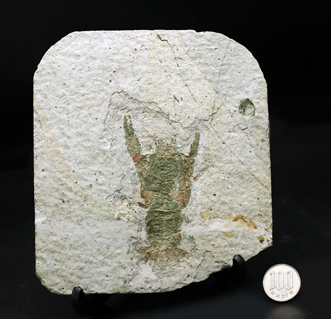 ジ・オールドコレクション！入手困難、極めて希少！中生代ジュラ紀の