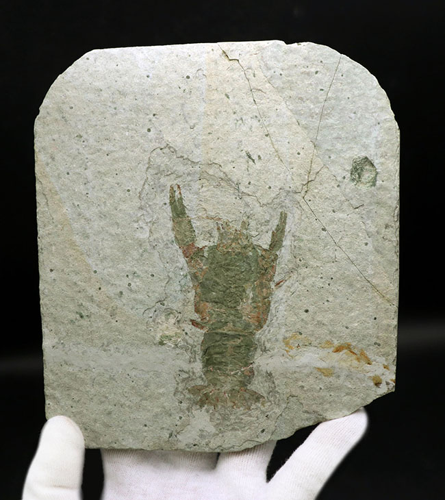 ジ・オールドコレクション！入手困難、極めて希少！中生代ジュラ紀の