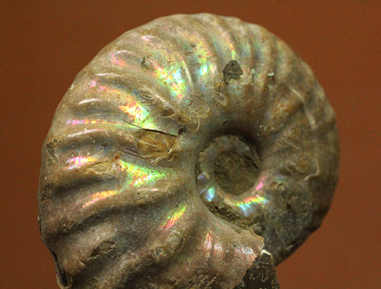 深い肋模様に沿って虹色に輝く、白亜紀アンモナイト(Ammonite)/中生代白亜紀（1億3500万 -- 6500万年前）【an1171】