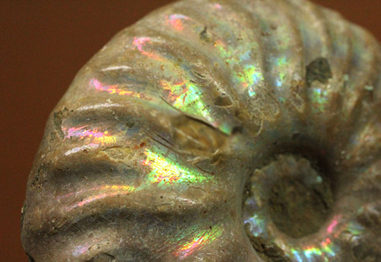 深い肋模様に沿って虹色に輝く、白亜紀アンモナイト(Ammonite)/中生代白亜紀（1億3500万 -- 6500万年前）【an1171】