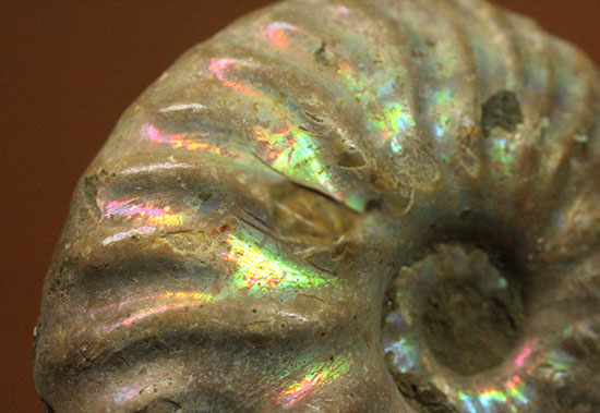 深い肋模様に沿って虹色に輝く、白亜紀アンモナイト(Ammonite)（その2）
