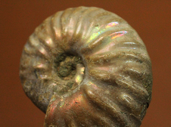 深い肋模様に沿って虹色に輝く、白亜紀アンモナイト(Ammonite)(その3)