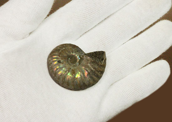 深い肋模様に沿って虹色に輝く、白亜紀アンモナイト(Ammonite)(その4)