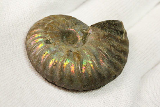 深い肋模様に沿って虹色に輝く、白亜紀アンモナイト(Ammonite)(その5)