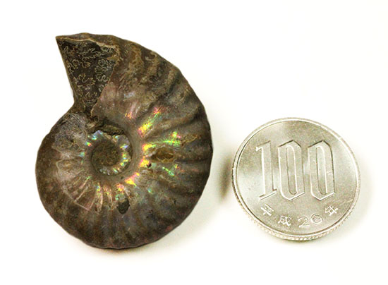 深い肋模様に沿って虹色に輝く、白亜紀アンモナイト(Ammonite)(その6)
